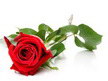3Д тавани К-Екстрийм -  опънати тавани с картини - FLOWERS 33 - Цветя.